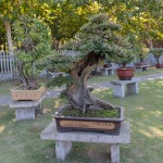 Bonsai-Garten