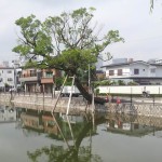 Dieser Baum befindet sich in der Nähe von Nagoya Castle