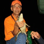 Nach zweistündiger Suche - ein kleiner Alligator