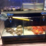 Leider werden hier auch lebende Schildkröten vertrieben