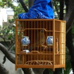 Singvögel im Park sorgen für ein interessantes Klangspiel