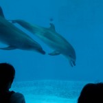 Natürlich gab es auch Delphine