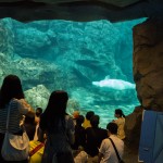 Ganze Schulklassen saßen staunend vor den meist auf dem Rücken schwimmenden Säugern