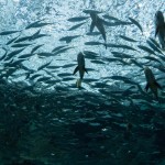 Es gab natürlich auch viele andere Tiere, wie Rochen, Schildkröten oder ganze Fischschwärme