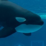 Ein Schwertwal im örtlichen Aquarium