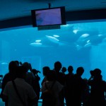 In Summe war es eine ganze Familie. Auf einem Video sah man die Geburt des jüngsten in 2012